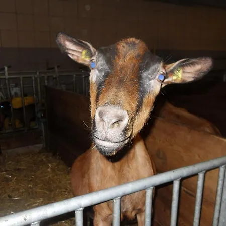 Hotter 아파트 젤암질러