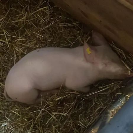 霍特度假公寓 齐勒河谷采尔