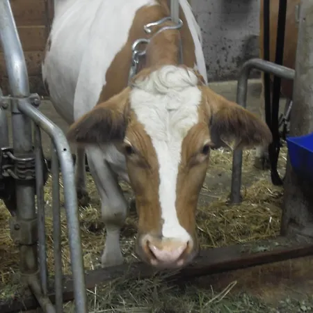 Hotter زيل أم زيلر